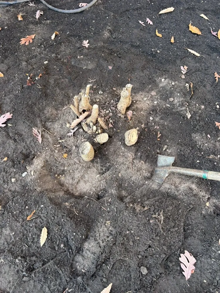 Slide of Brandts Tree service