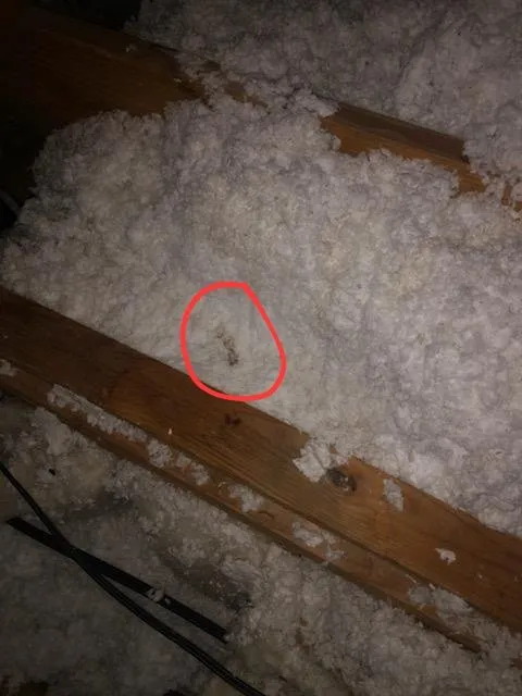 Slide of Braun's Roofing