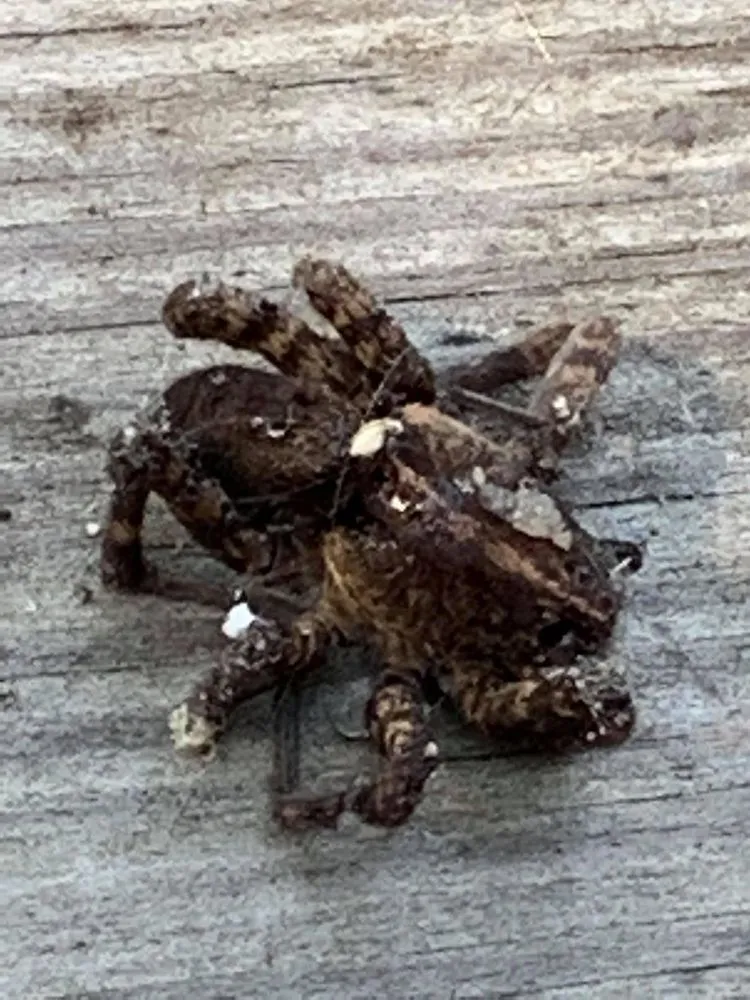 Slide of Brunson's Roofing