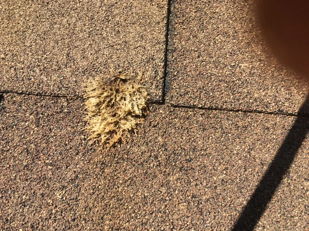 Slide of Building Wash NC