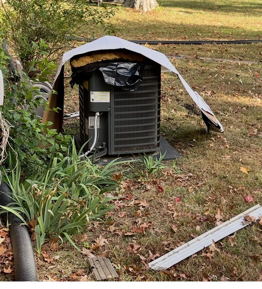 Slide of Bull Exteriors