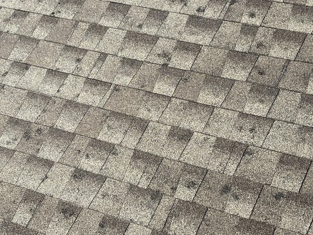 Slide of Bulldog Restoration