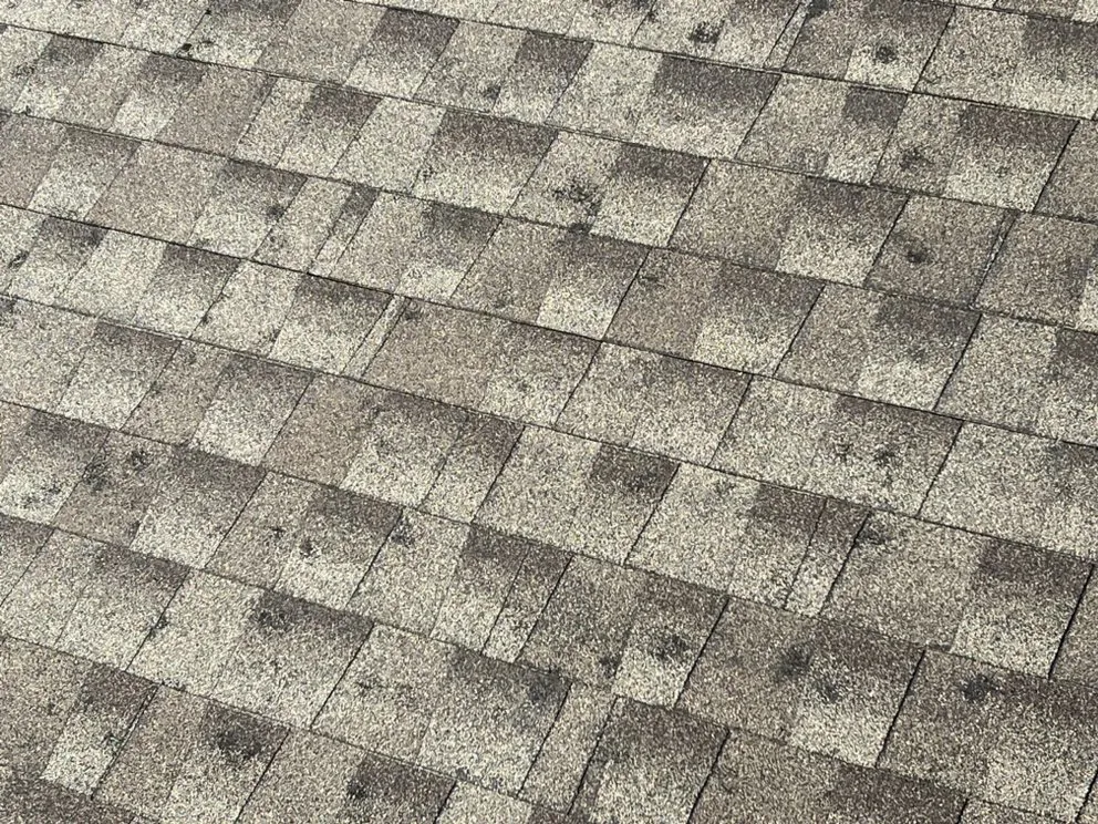 Slide of Bulldog Restoration