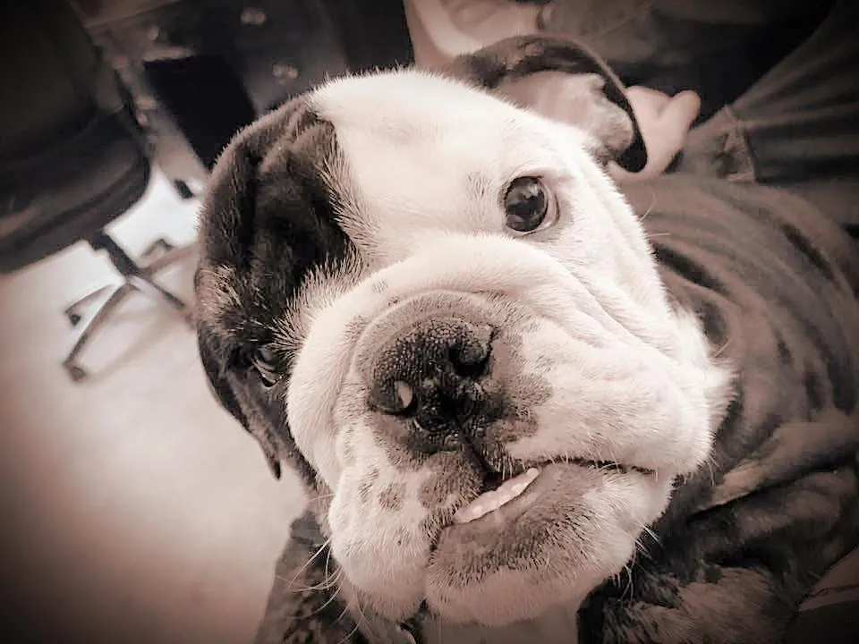 Slide of Bulldog Roofing