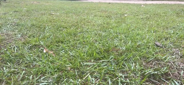 C & R lawn care