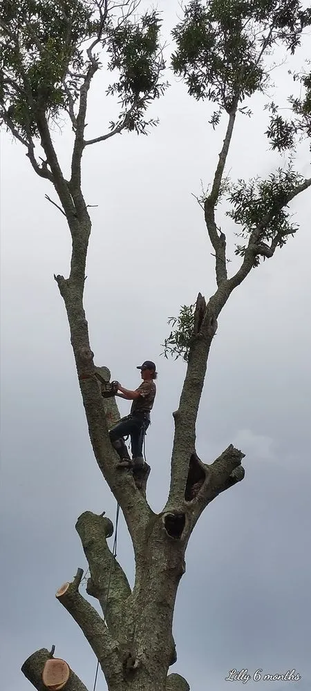 Slide of C & S Tree Service