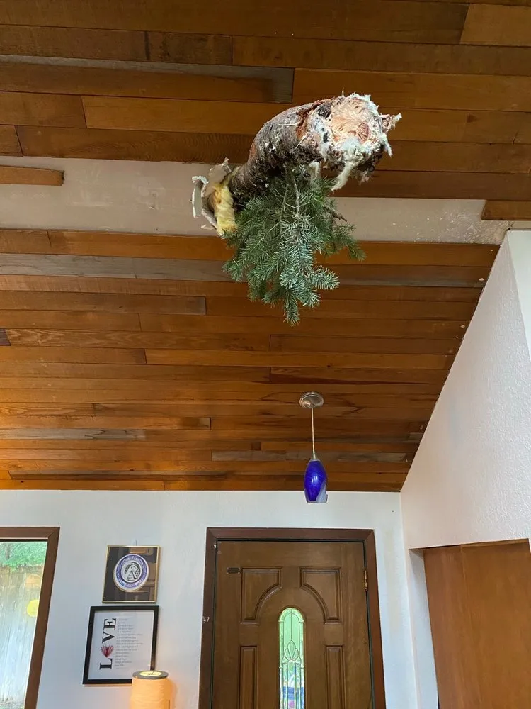 Slide of C Bird Construction