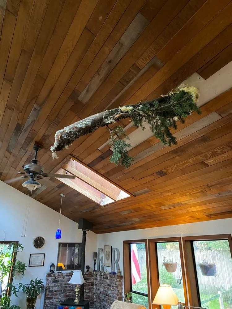 Slide of C Bird Construction