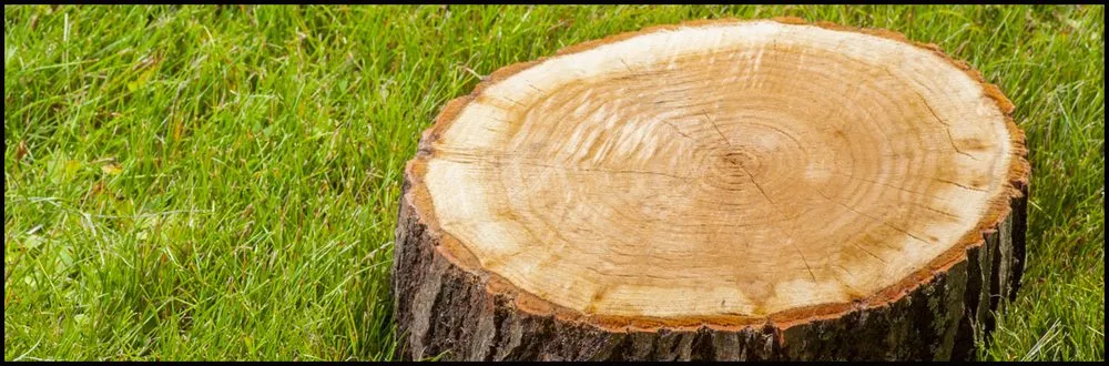 Slide of C P Roofing & Tree Service