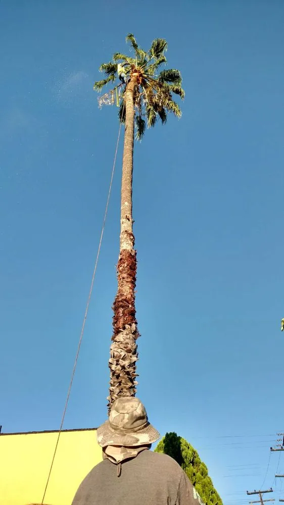 Slide of Carrillo's Tree Service