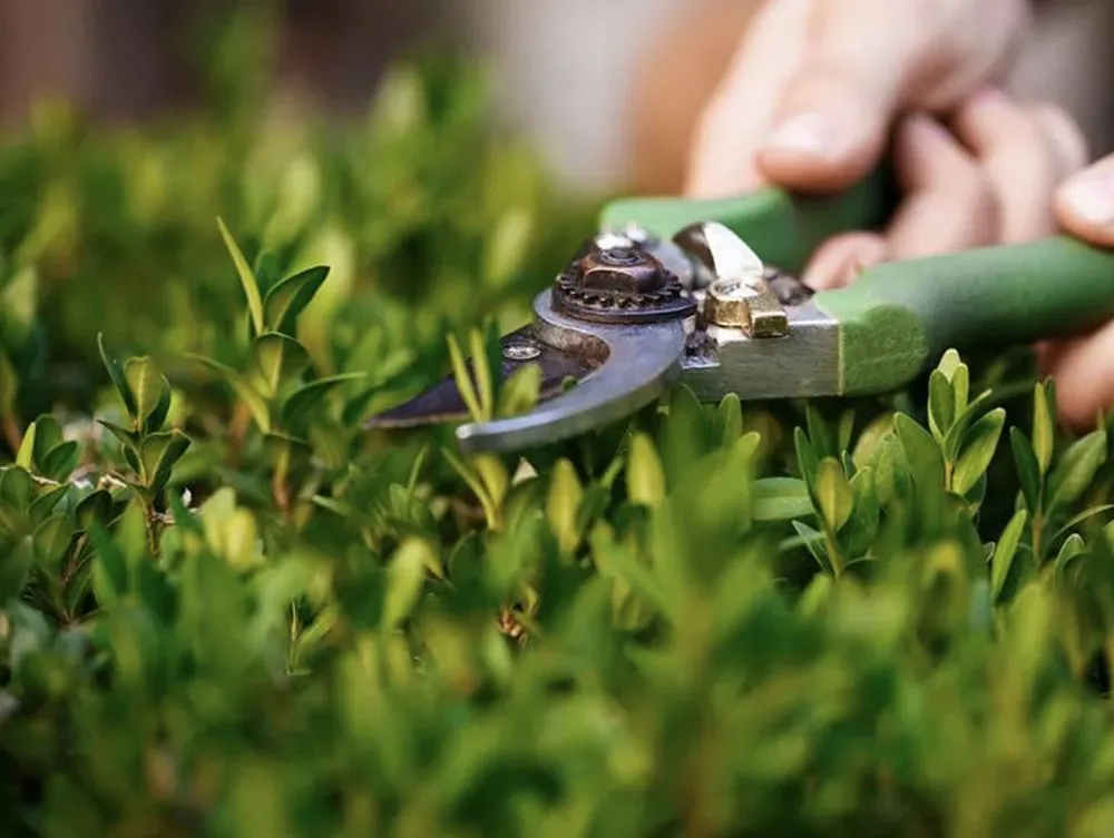 Slide of Chameleon Painting