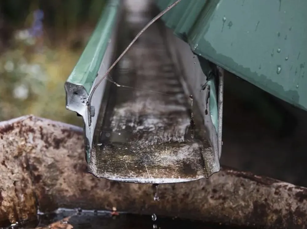 Slide of Chameleon Painting