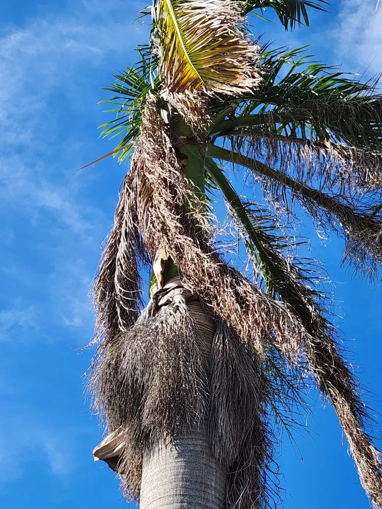 Slide of CHDO by Sunrise City