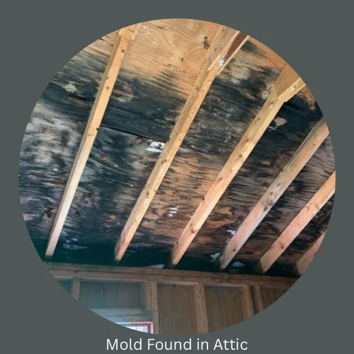 Slide of Chicago TidyFixers