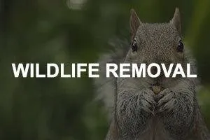 Slide of Chimneys and More