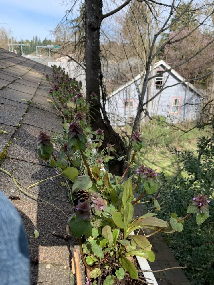 Slide of Clean Choice Professional Services