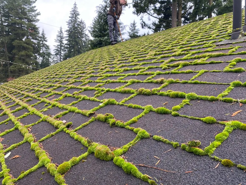 Slide of Clean Pro Moss