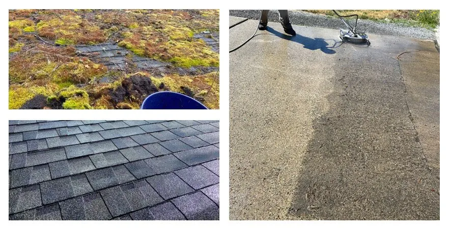 Slide of Clean Pro Moss