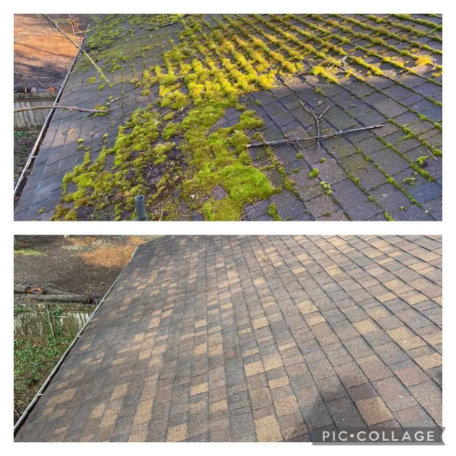 Slide of Clean Pro Moss