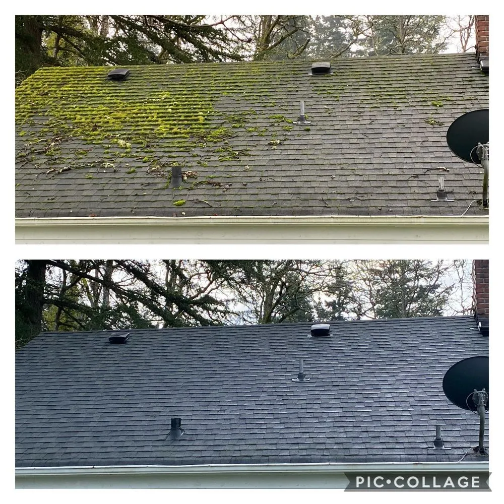 Slide of Clean Pro Moss