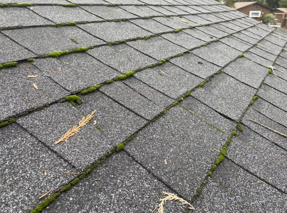 Slide of Clean Pro Moss