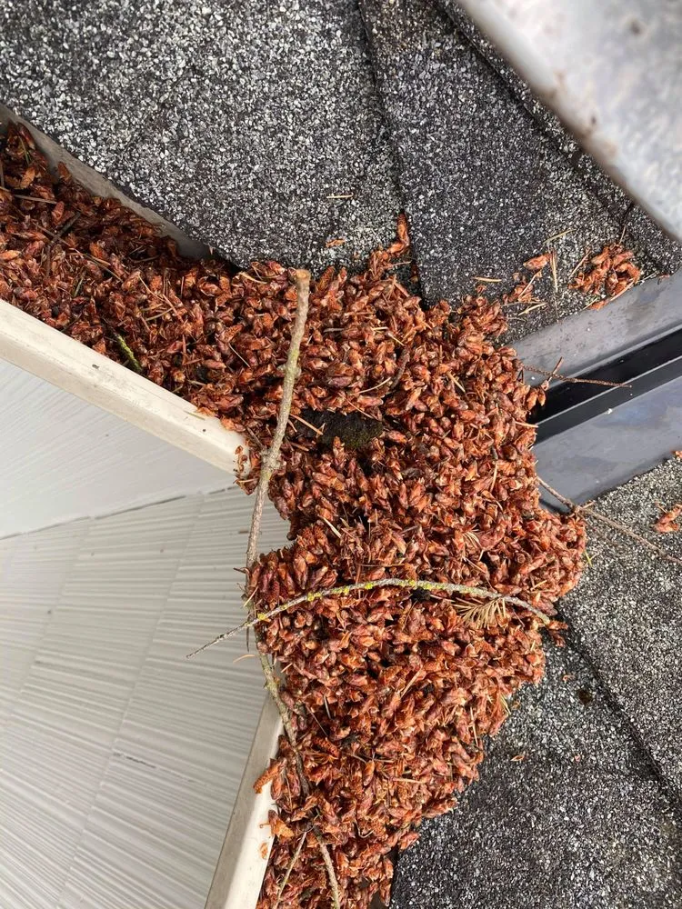 Slide of Clean Pro Moss