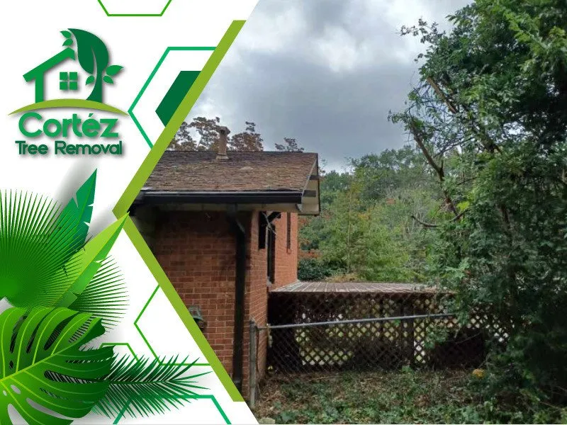 Slide of Cortez Tree Removal