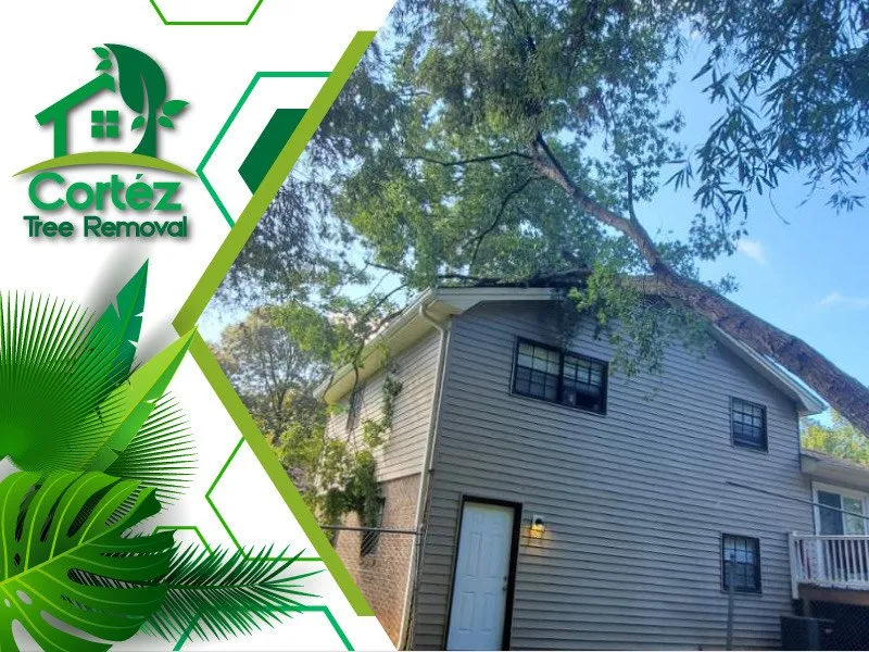 Slide of Cortez Tree Removal