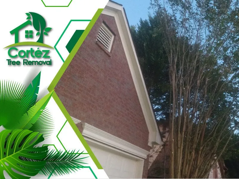 Slide of Cortez Tree Removal