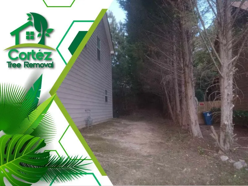 Slide of Cortez Tree Removal