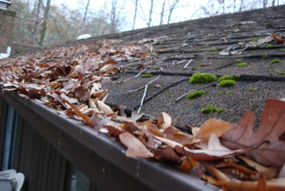 Slide of Country Doctor Lawn & House Care