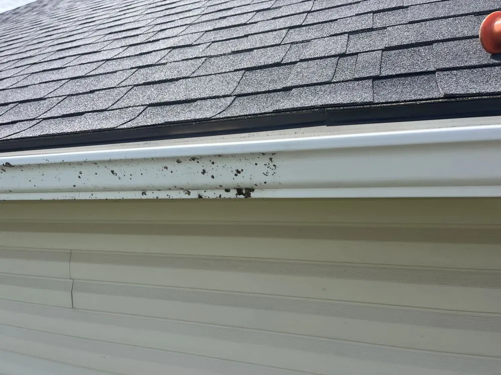 Slide of Dalmatian Gutters