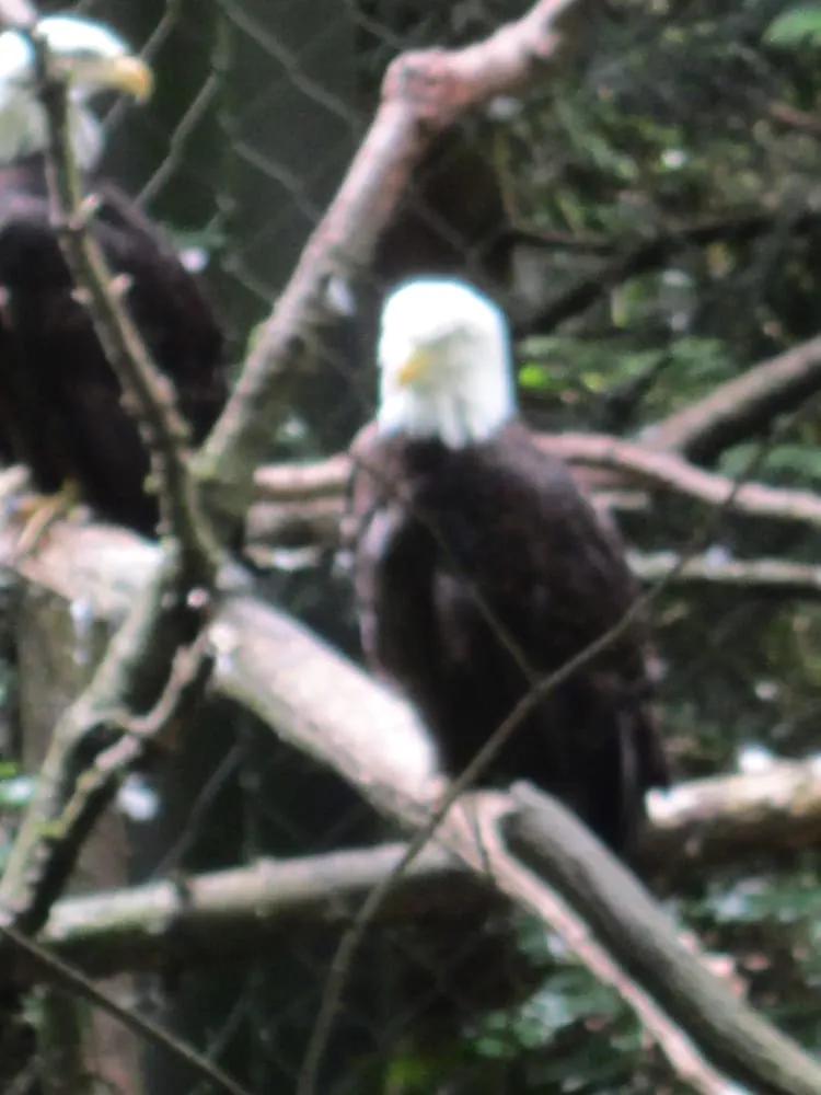 Slide of Dan George Roofing