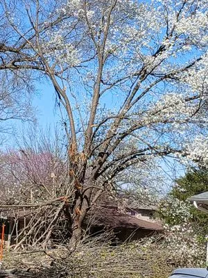 Daniels Tree Service