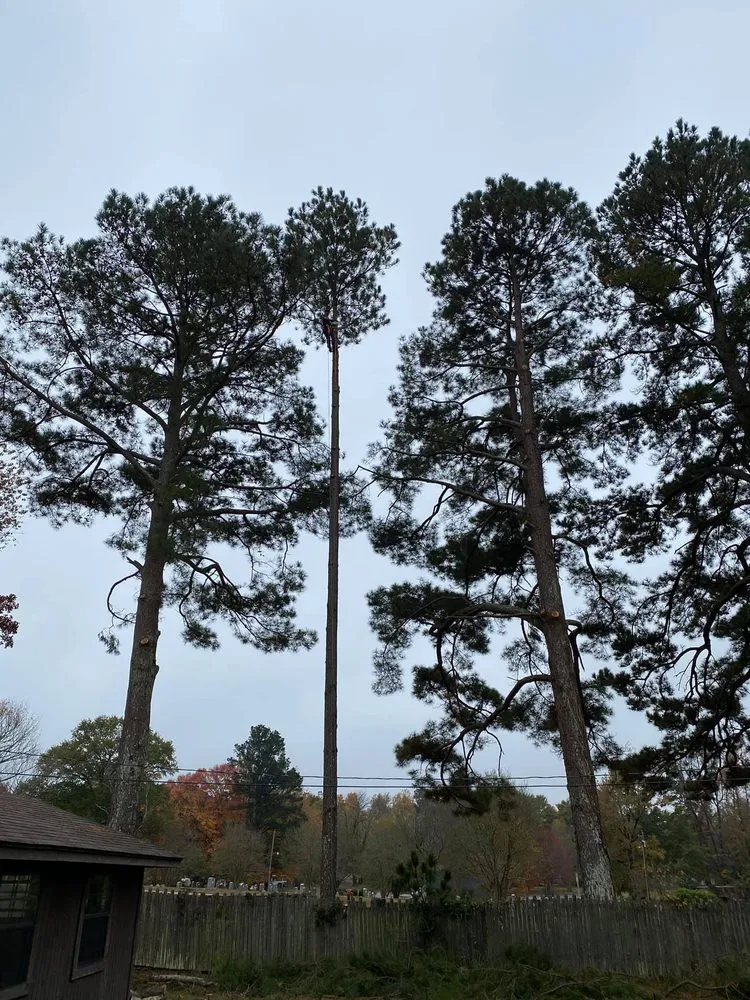 Slide of David's Tree Service  And General Construction