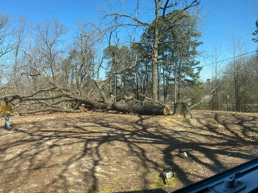 Slide of David's Tree Service  And General Construction