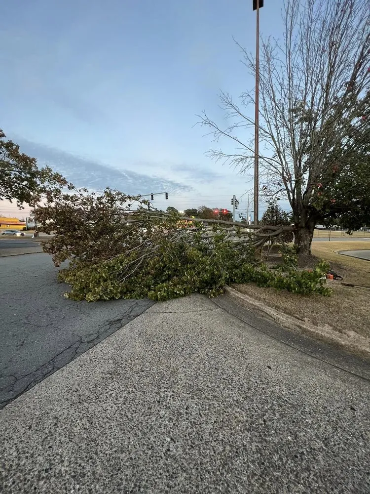 Slide of David's Tree Service  And General Construction