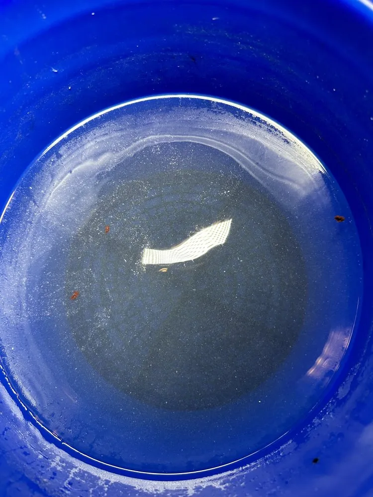 Slide of Descaling and Roof Proof Guy