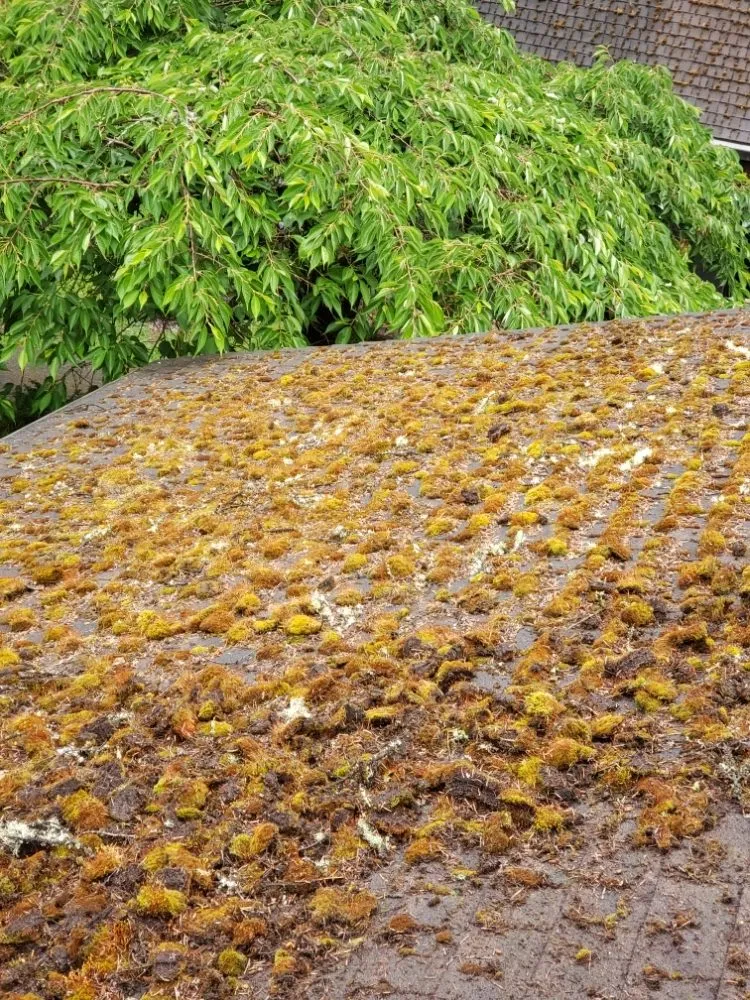 Slide of Diamond Touch Roof Cleaning and Repair