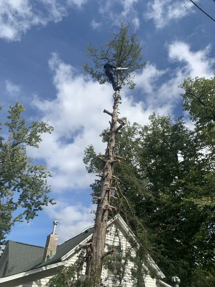 Slide of Diaz Tree & Roofing