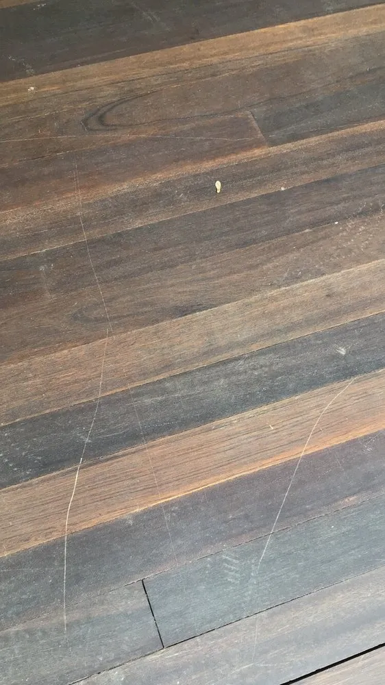 Slide of Doctor Roof N' Shine