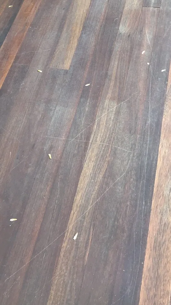 Slide of Doctor Roof N' Shine