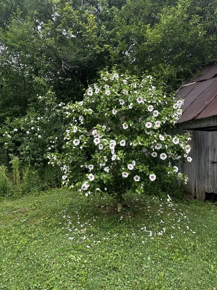 Slide of Downstream Restoration