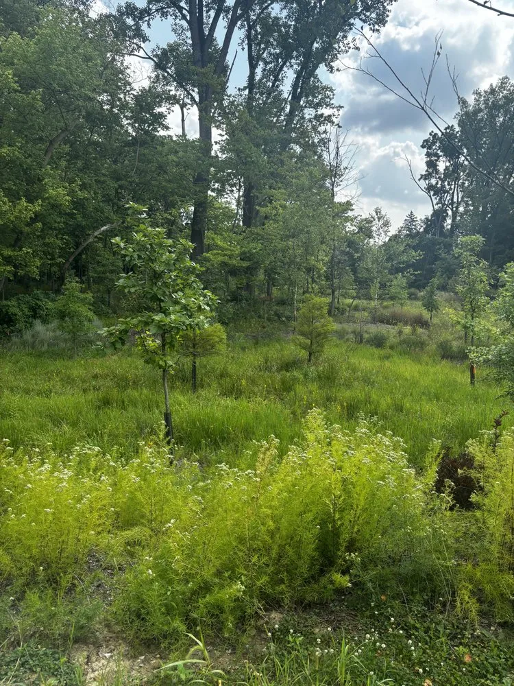 Slide of Downstream Restoration