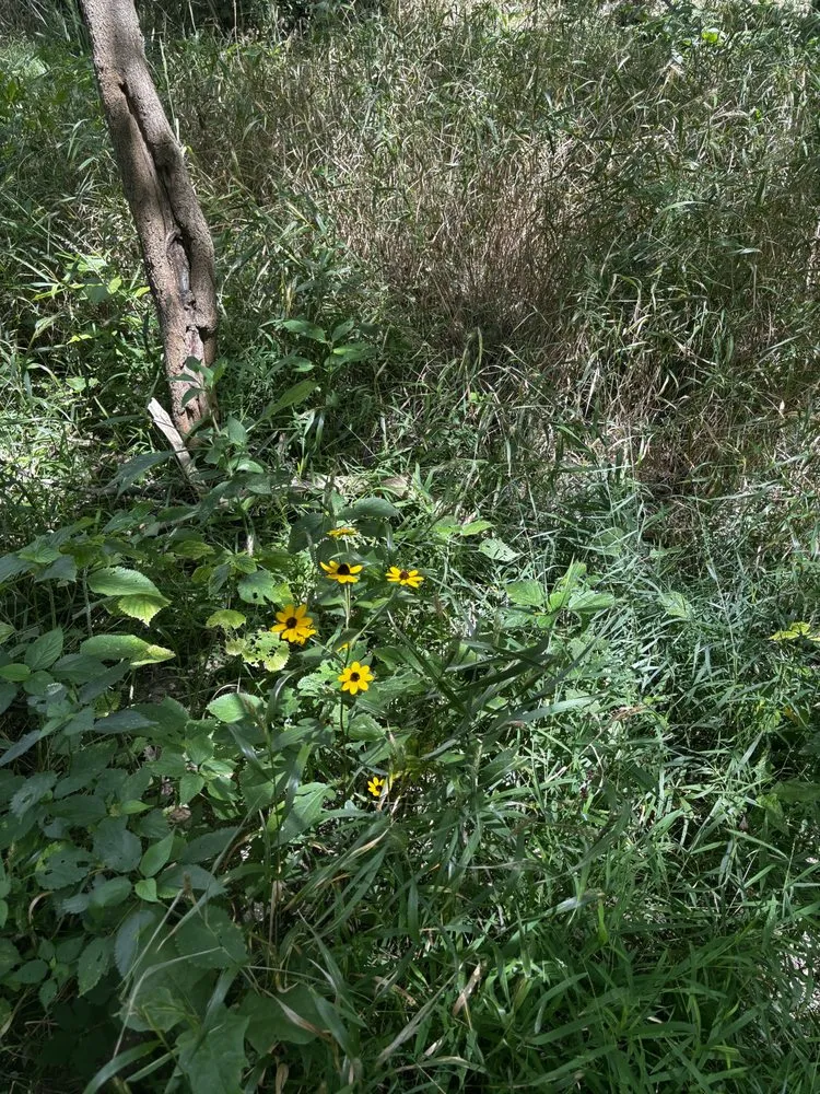 Slide of Downstream Restoration
