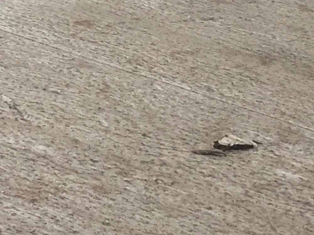 Slide of E O Wood Company