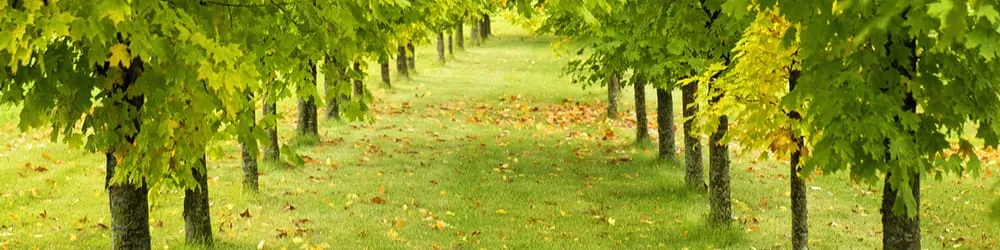 Slide of Eagle Tree & Roofing Services