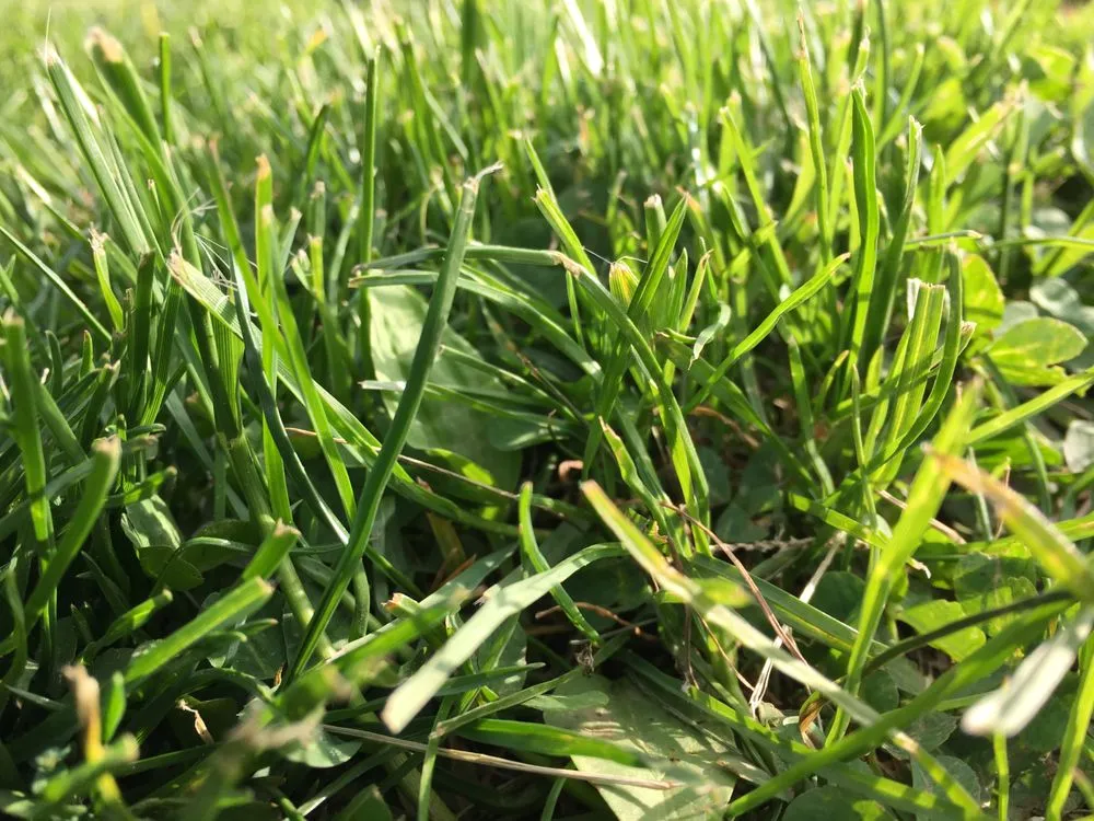 Slide of Edison Services