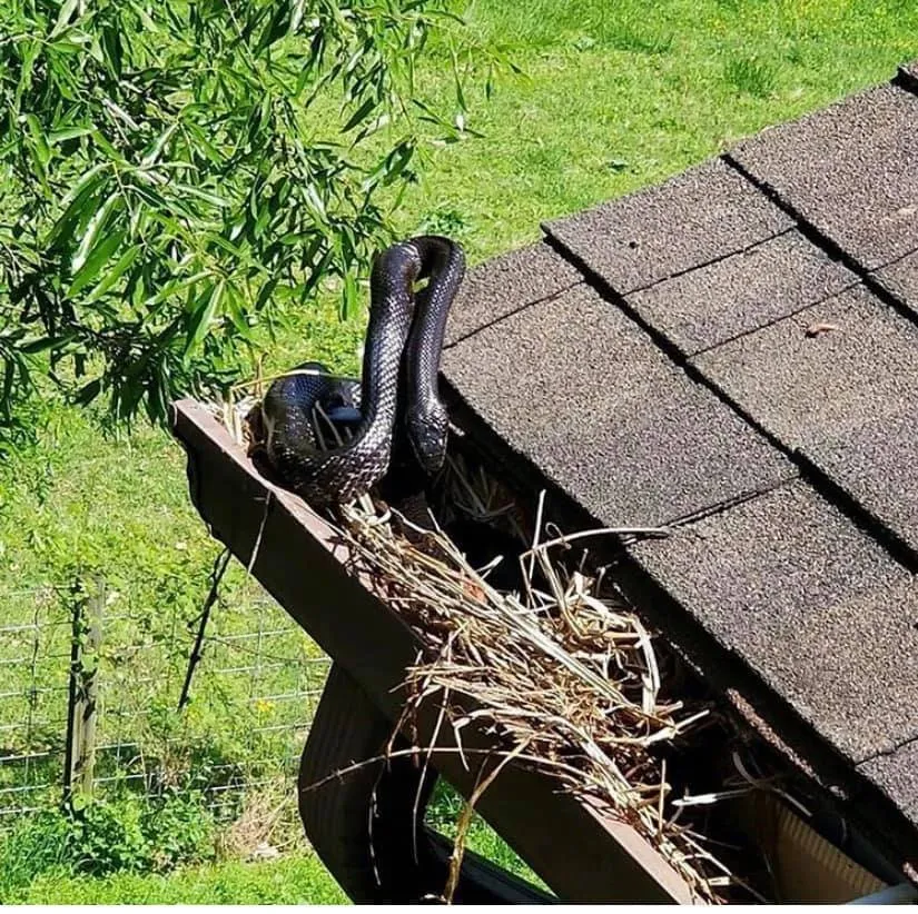 Slide of Element Roofing