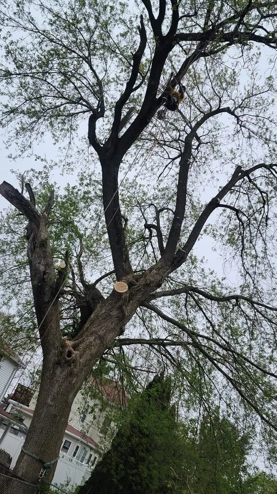 Slide of Elias Dubon Landscaping